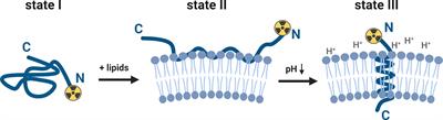 PET Imaging of Acidic Tumor Environment With 89Zr-labeled pHLIP Probes